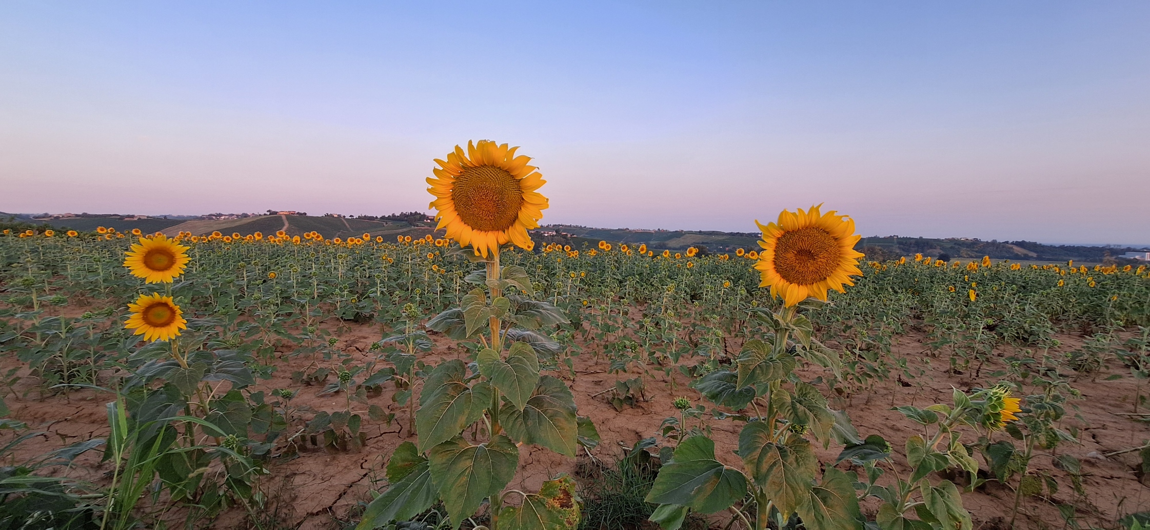 Vista campo girasoli