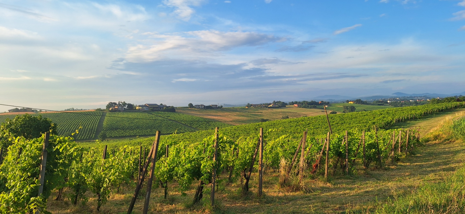 Vista sui vigneti